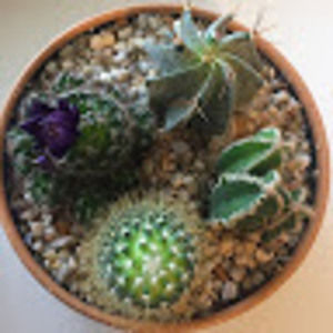 Meet your Posher, Noel